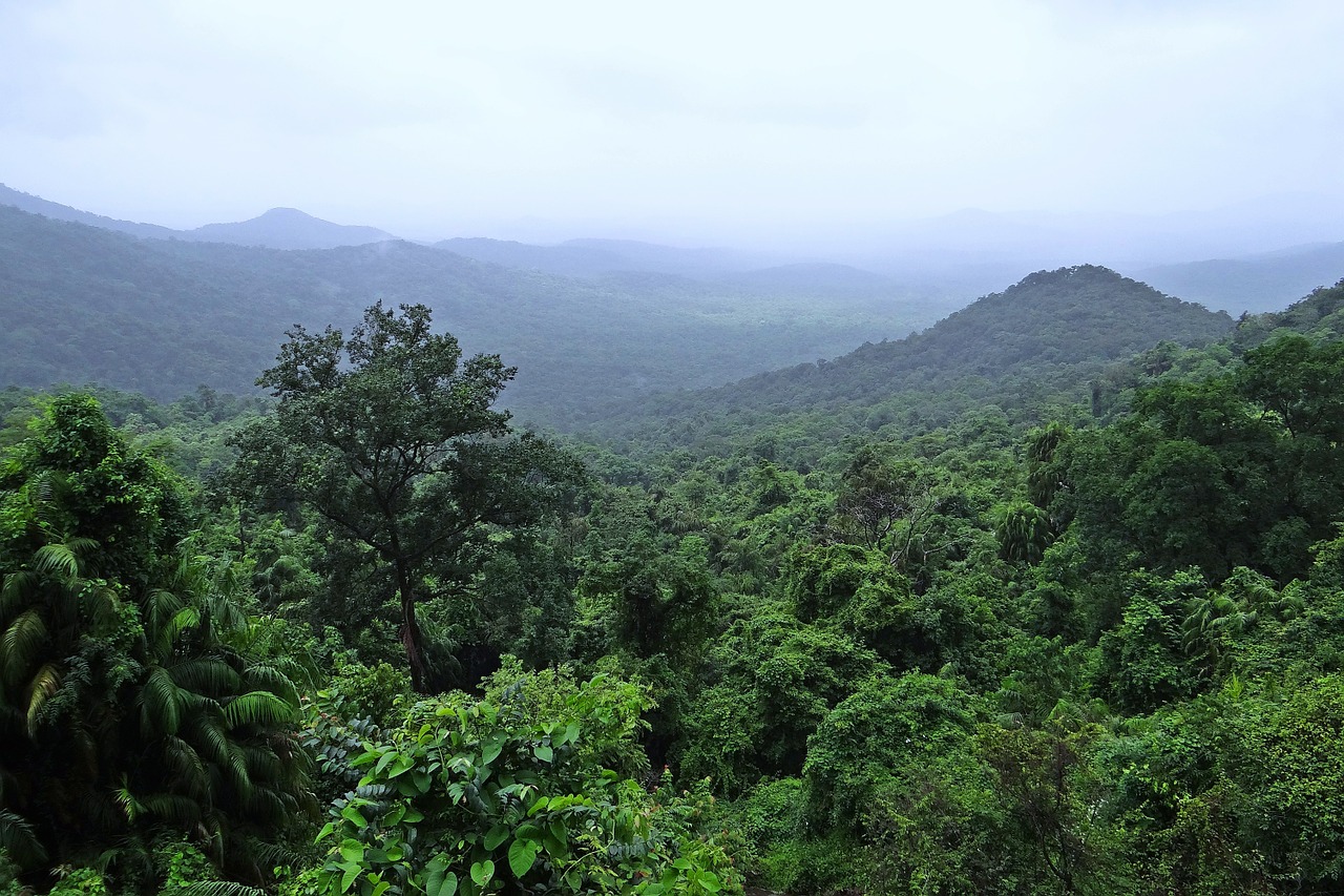 Тропические леса Индии